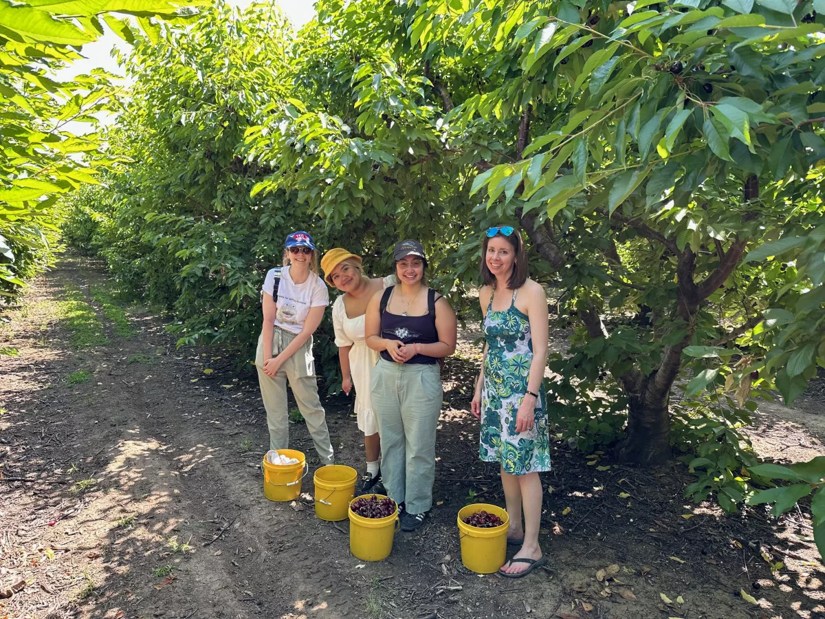 Cadwell Lab Cherry Picking 2023 - from left to right: Maddie, Violeta, Hanh and Cathryn